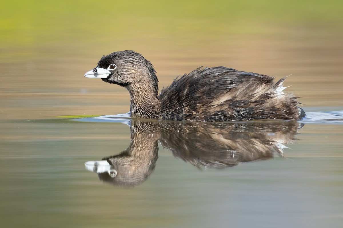 Pied-billed Grebe - ML645824533