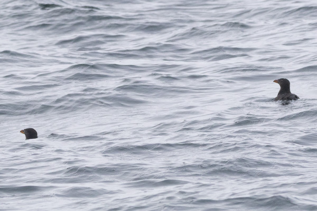 Rhinoceros Auklet - ML645824535