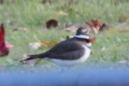 Killdeer - ML645824537
