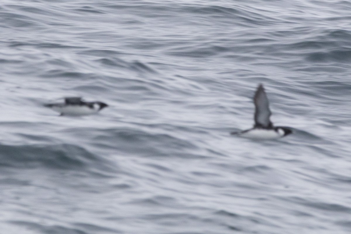 Ancient Murrelet - ML645824538