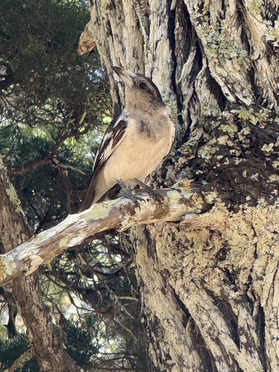 flétňák černohrdlý - ML645824539