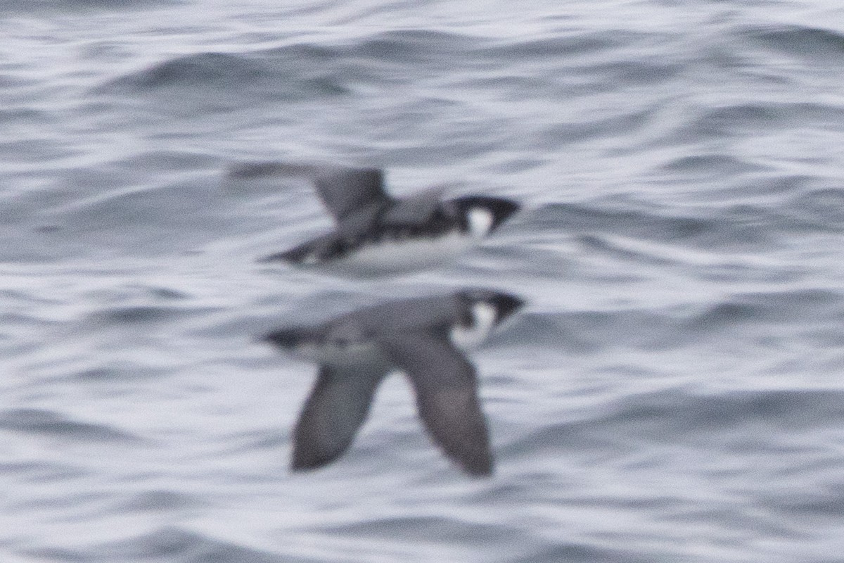 Ancient Murrelet - ML645824540