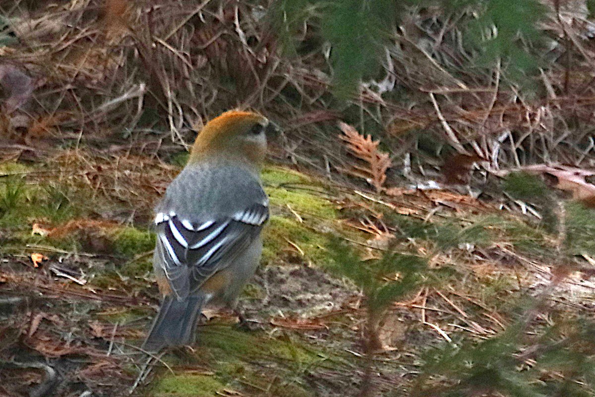 Pine Grosbeak - ML645824541