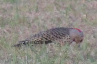 Northern Flicker - ML645824544