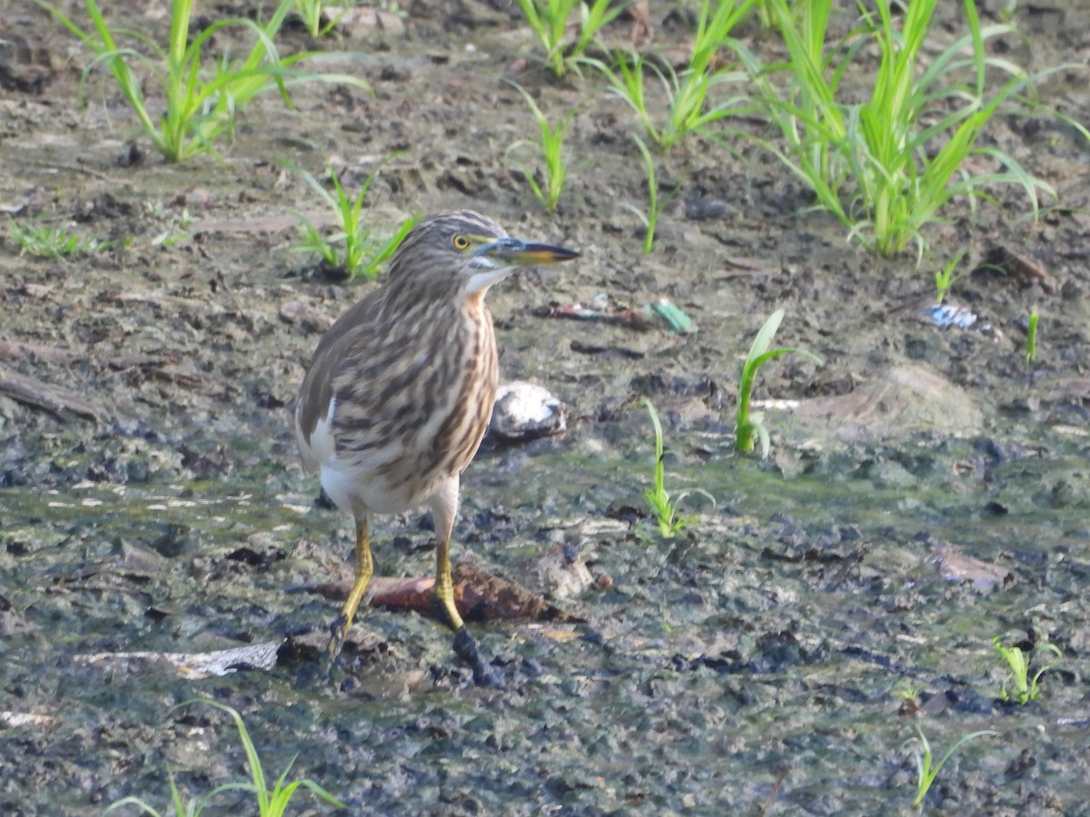 Чапля індійська - ML645824545