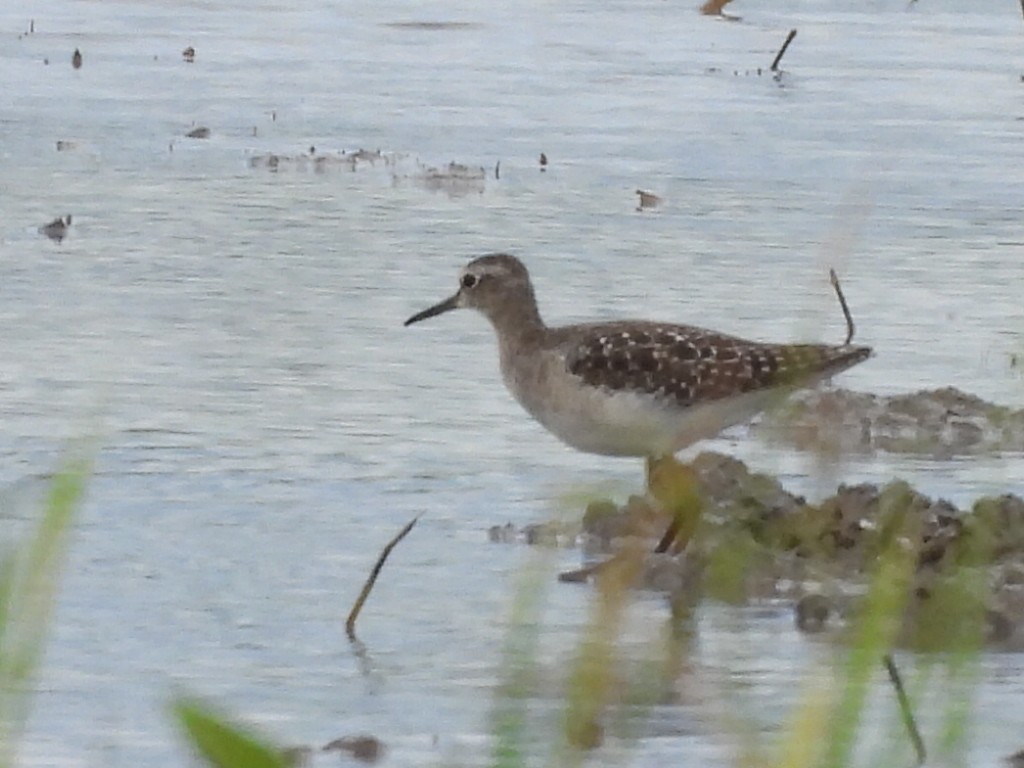 Коловодник болотяний - ML645824546