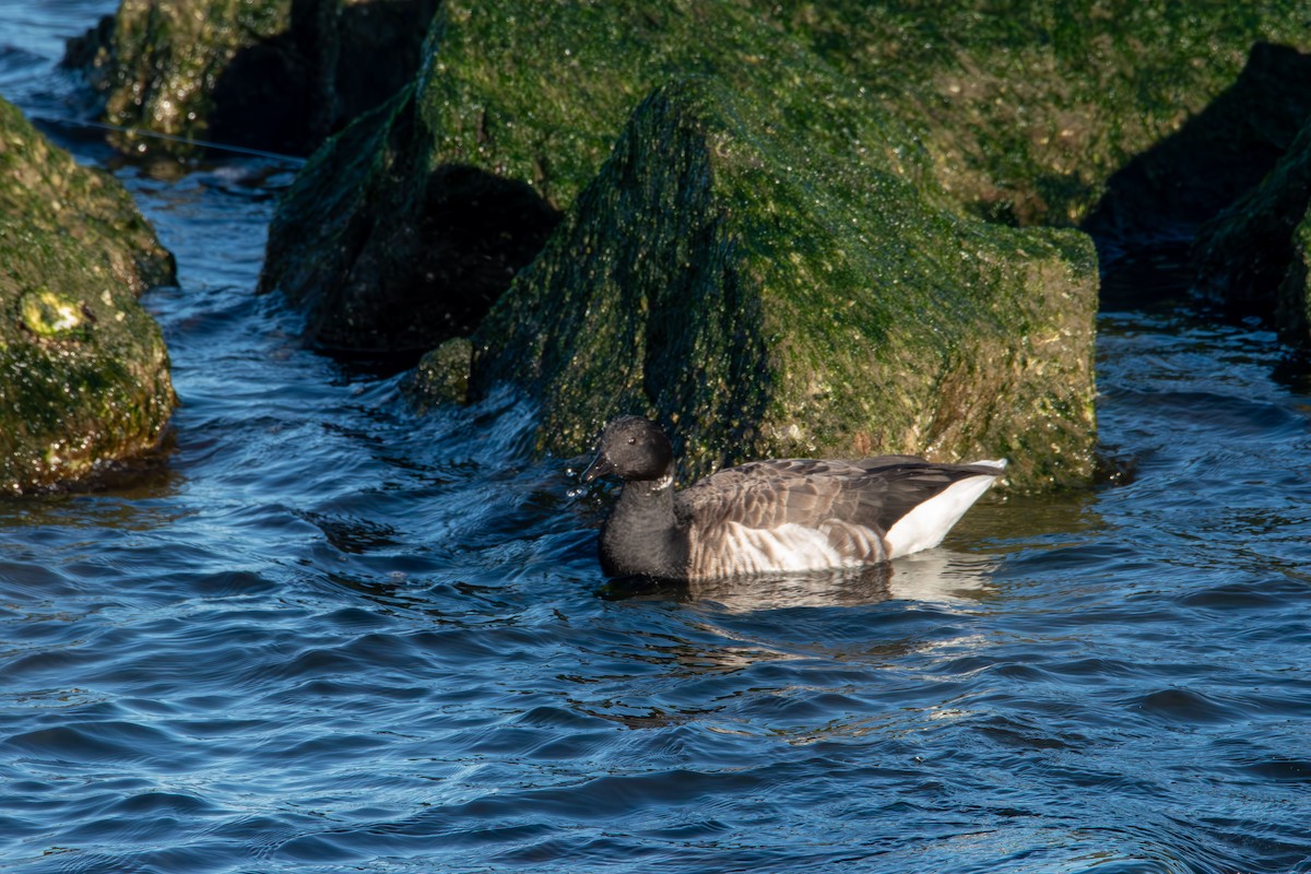 Казарка чорна - ML645824547