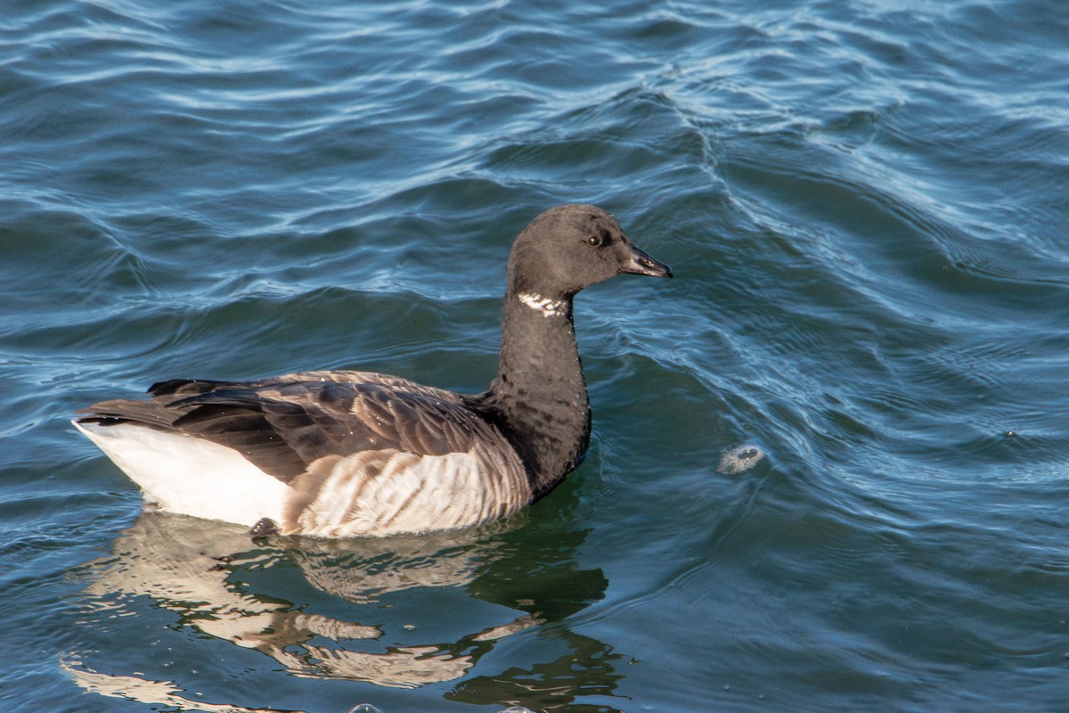 Казарка чорна - ML645824548