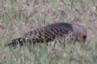 Декол золотистий - ML645824549