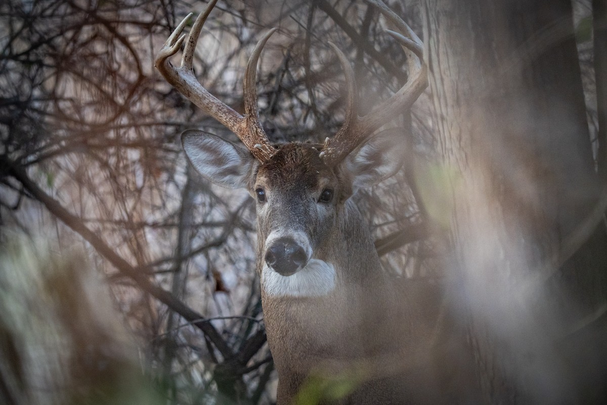 White-tailed Deer - ML645824550