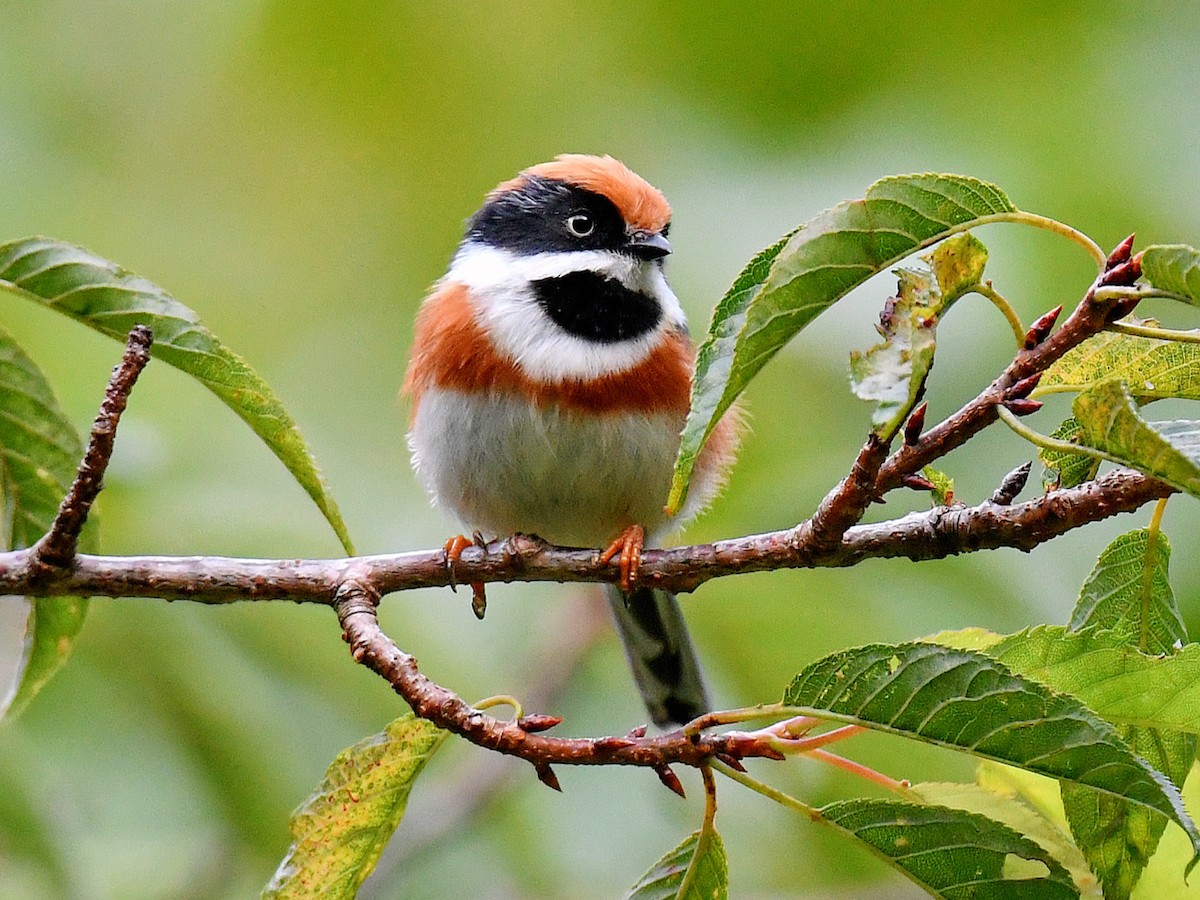 Ополовник рудоголовий - ML645824551