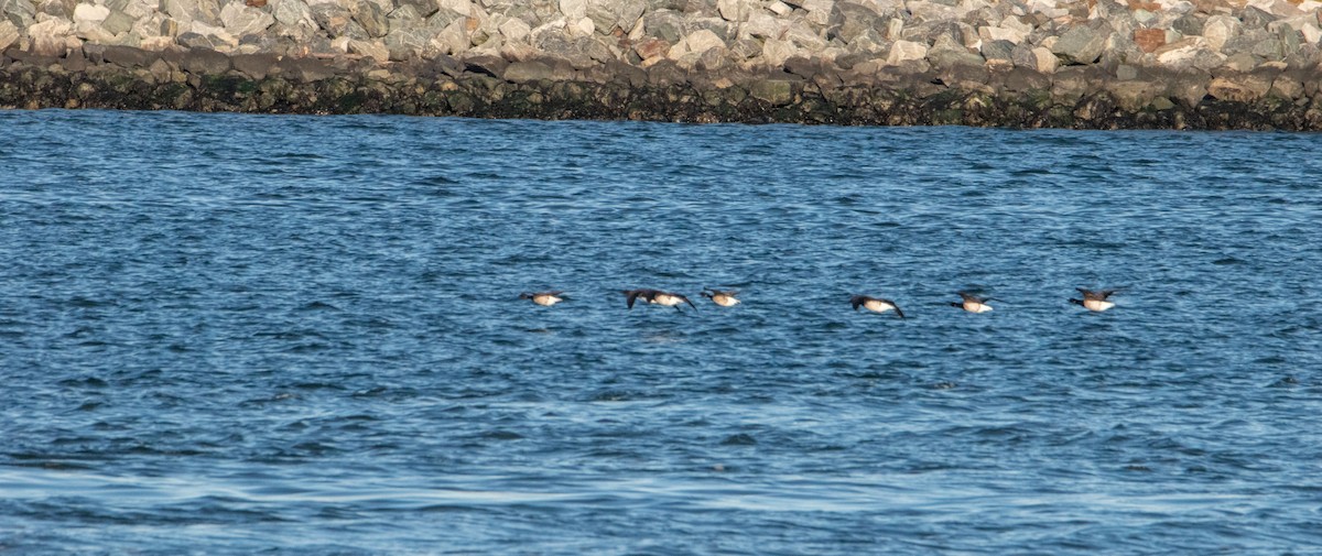 Казарка чорна - ML645824552