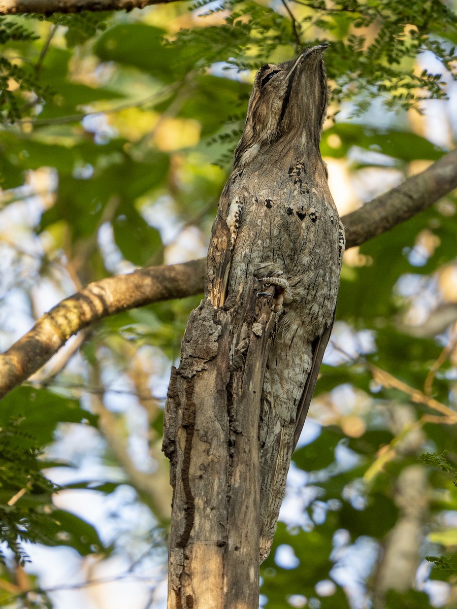 Поту ямайський - ML645824553