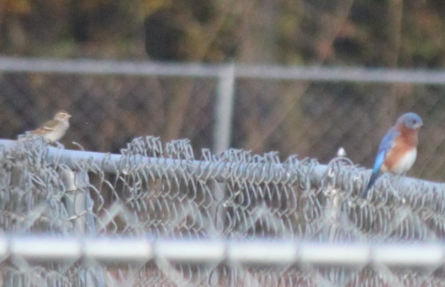 Блакитник східний - ML645824555