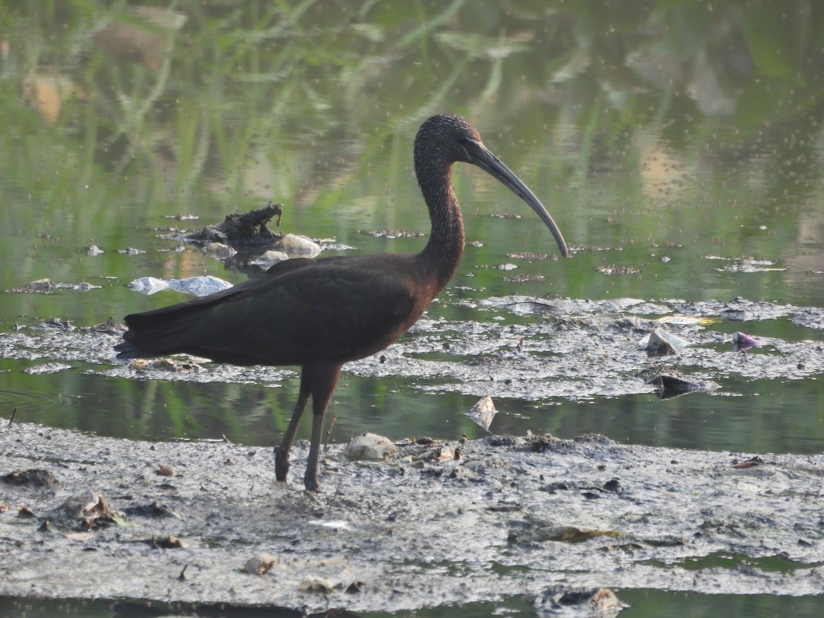 Коровайка бура - ML645824556