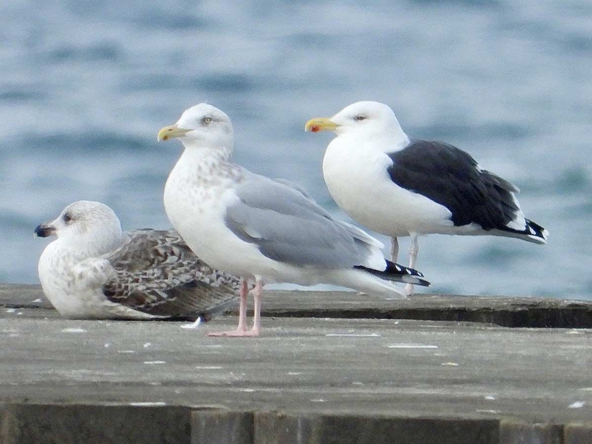 Мартин морський - ML645824558