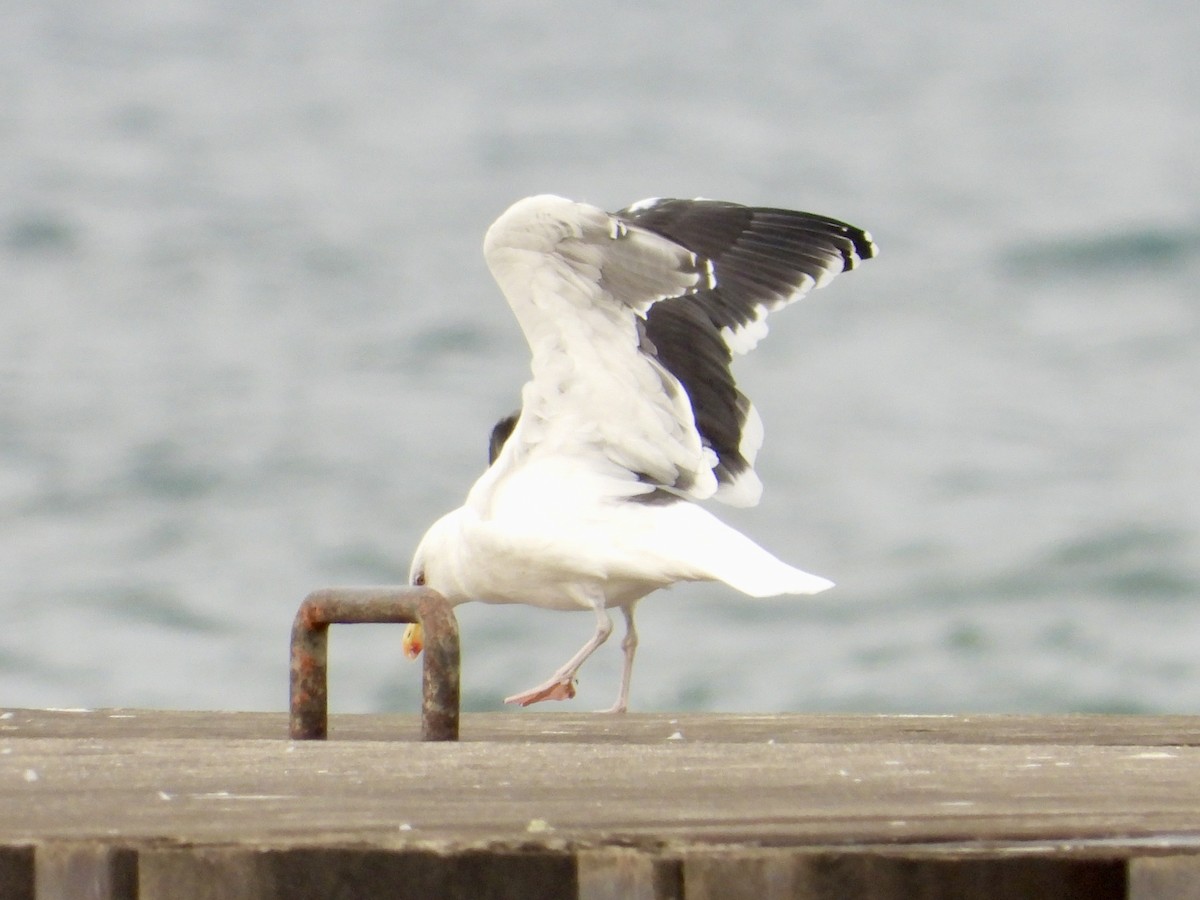 Мартин морський - ML645824559