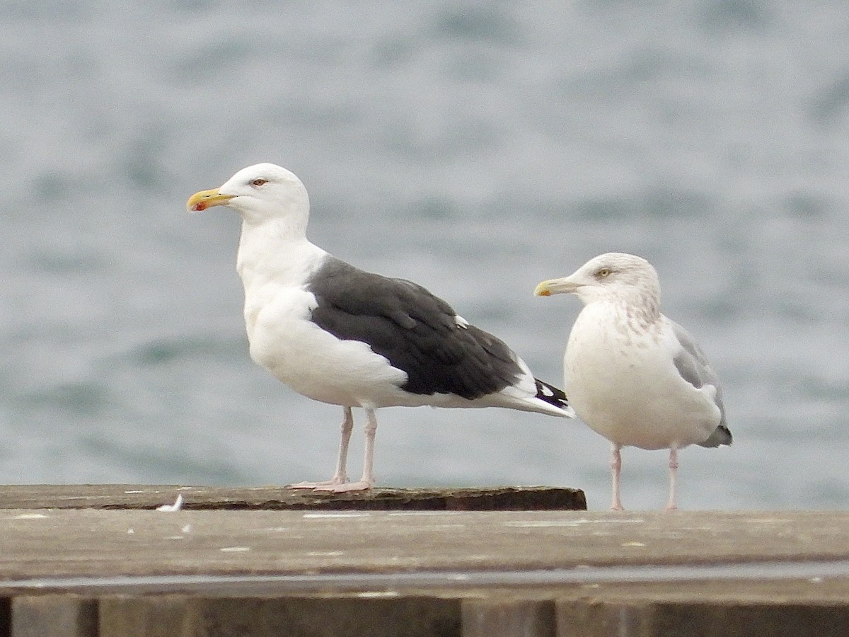 Мартин морський - ML645824560