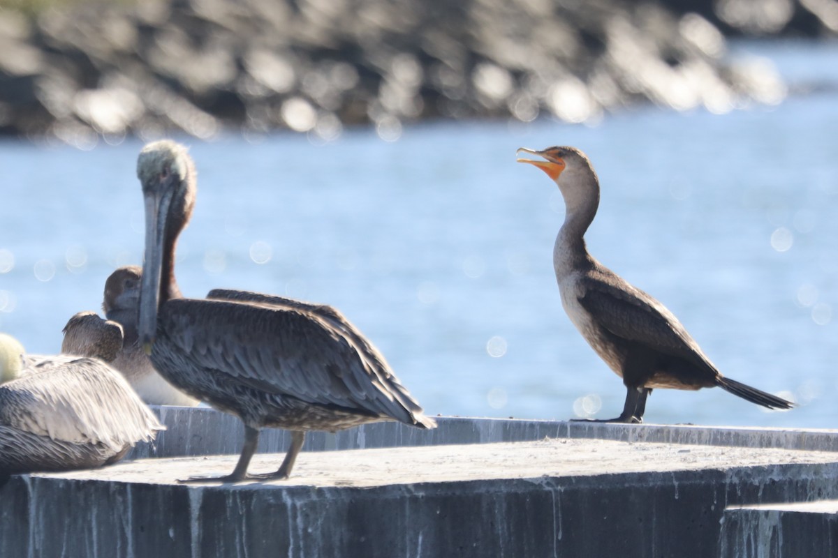 Пелікан бурий - ML645824561