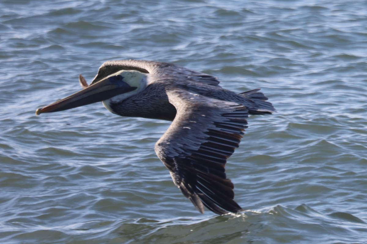 Пелікан бурий - ML645824562
