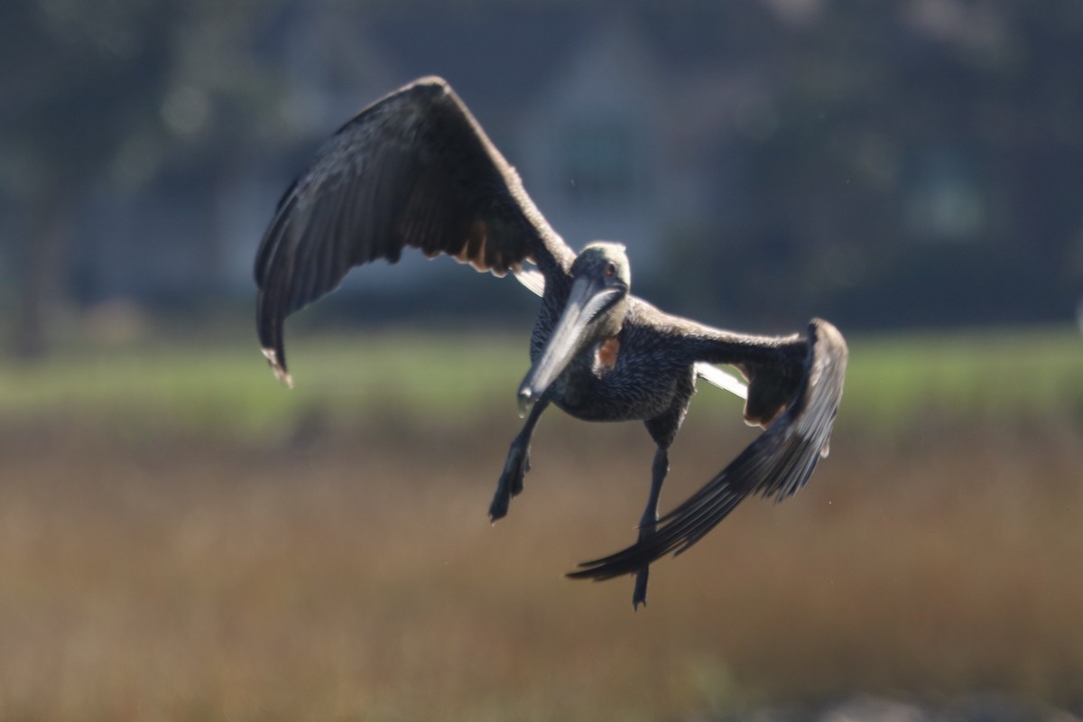 Пелікан бурий - ML645824563