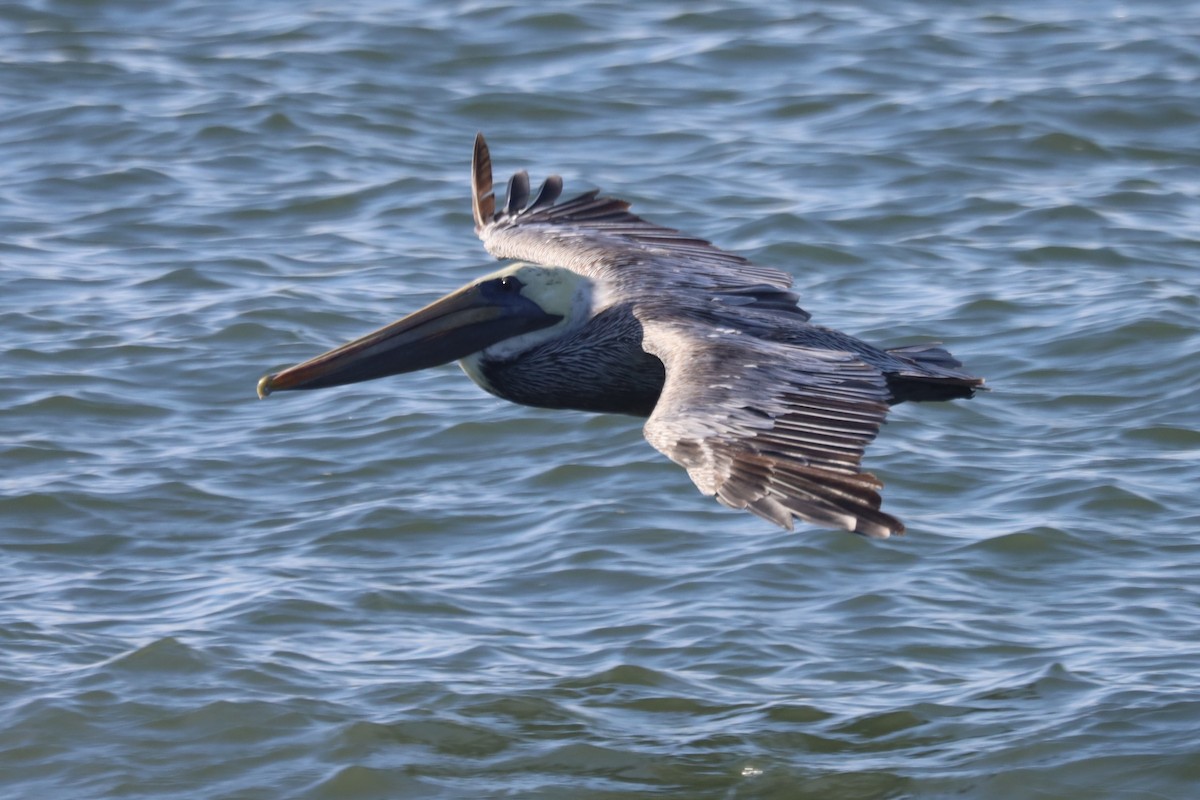 Пелікан бурий - ML645824564