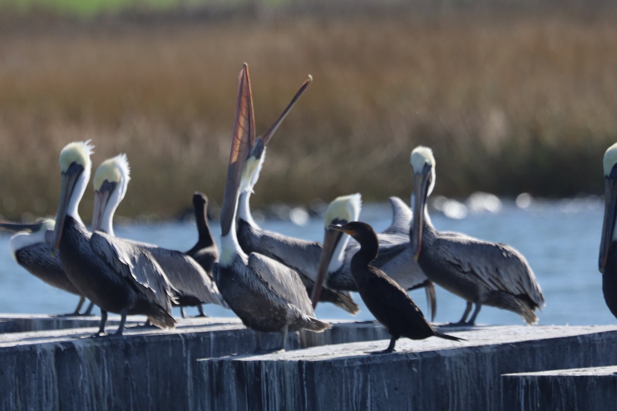 Пелікан бурий - ML645824565