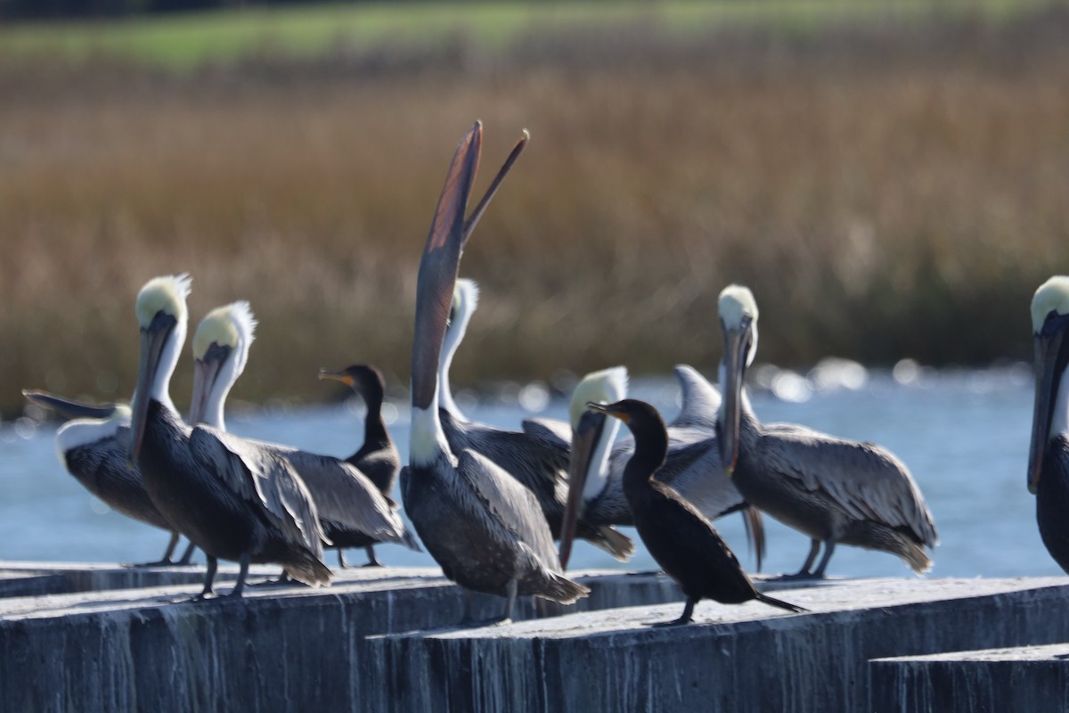 Пелікан бурий - ML645824566