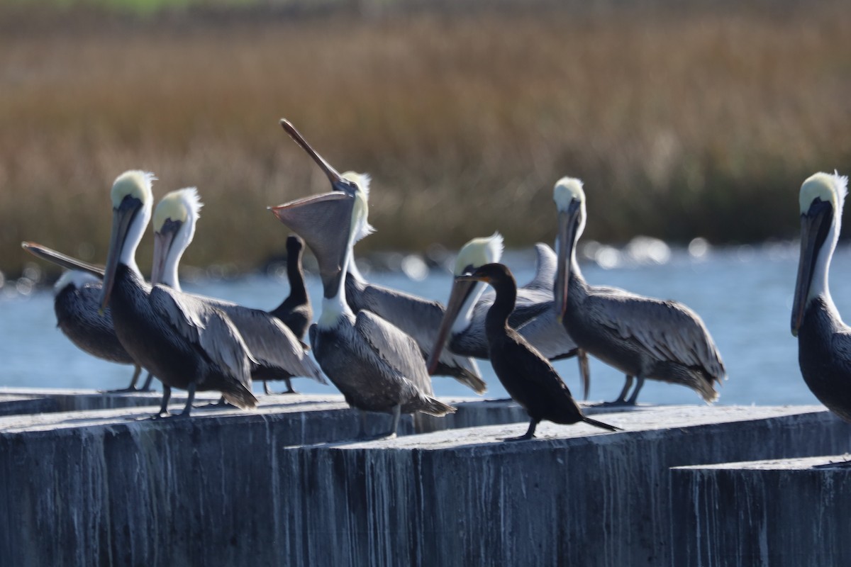 Пелікан бурий - ML645824567