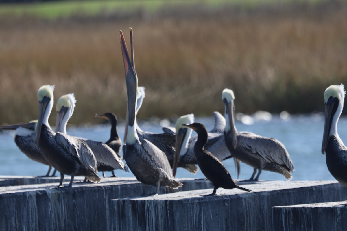 Пелікан бурий - ML645824568