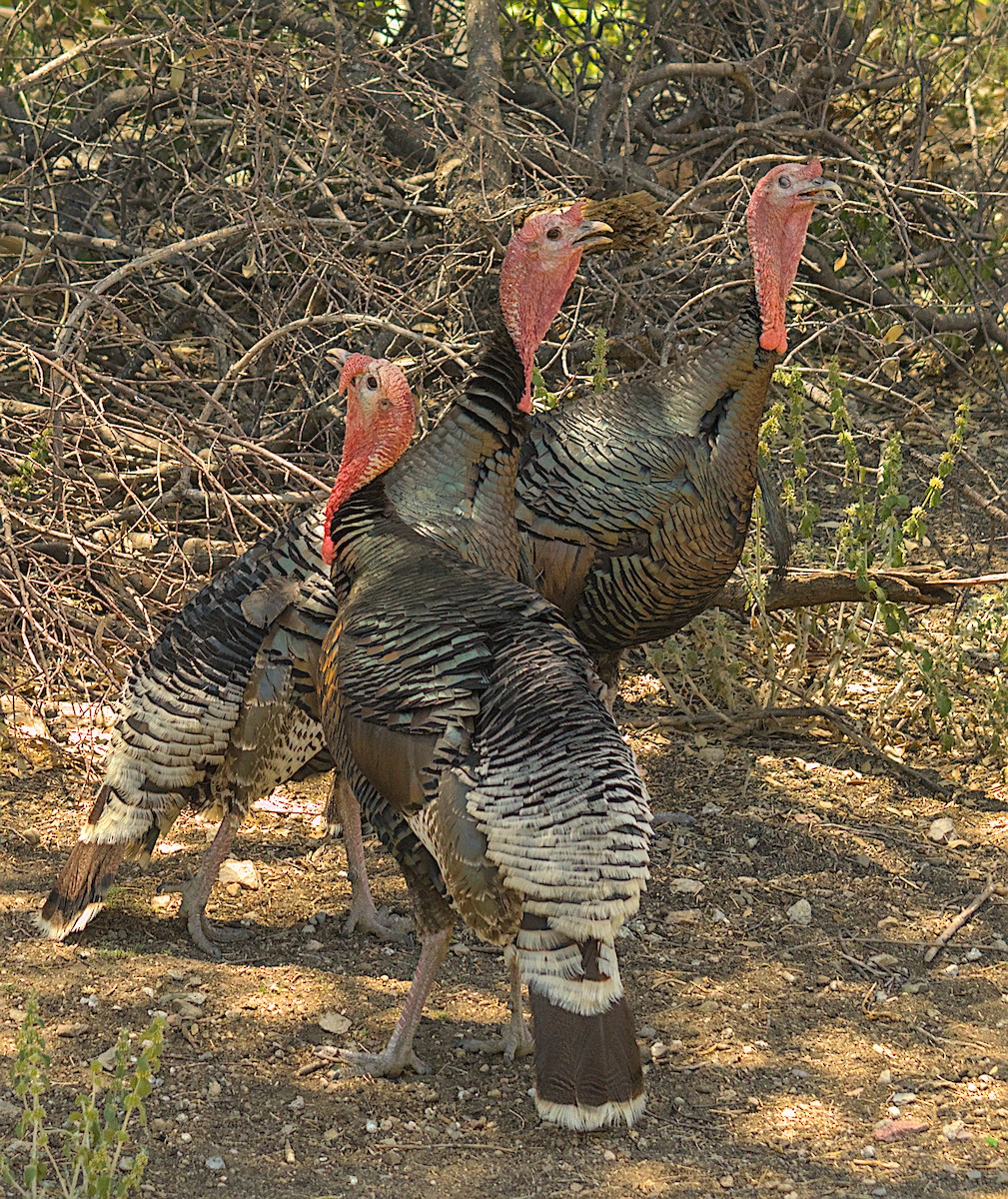 Індик великий - ML645824569