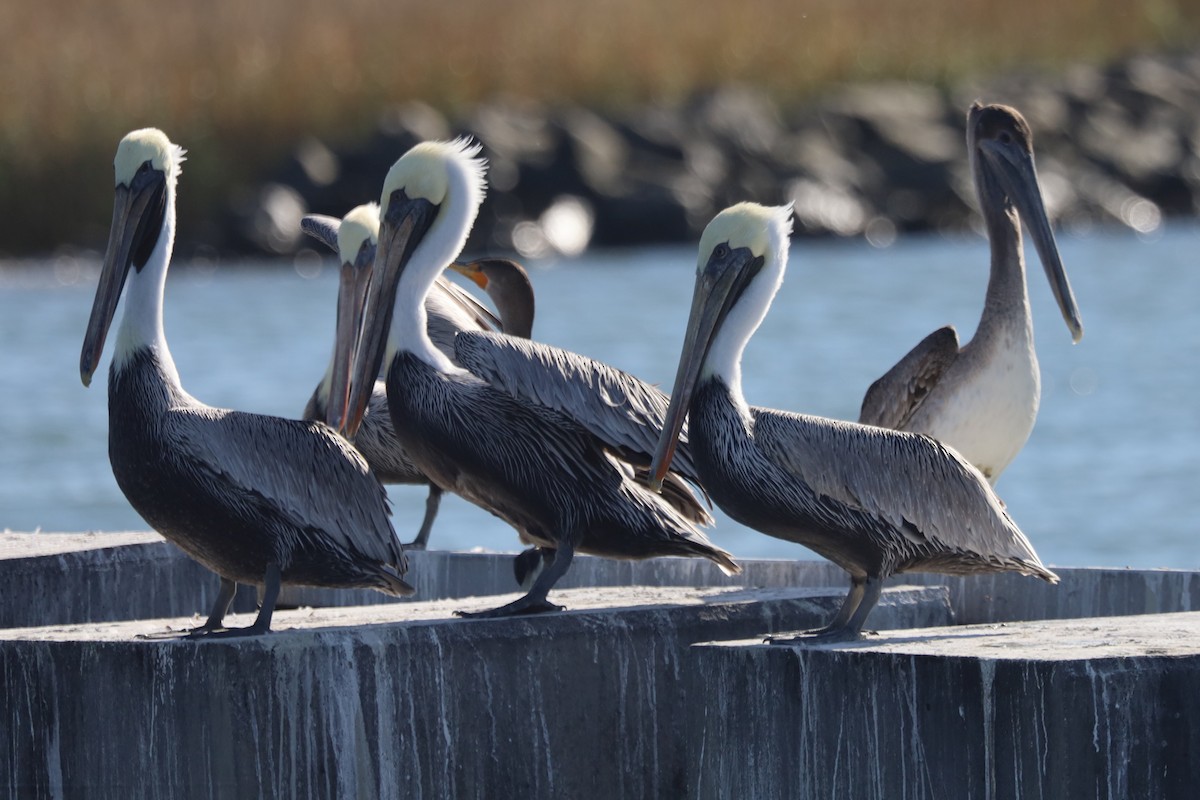 Пелікан бурий - ML645824570