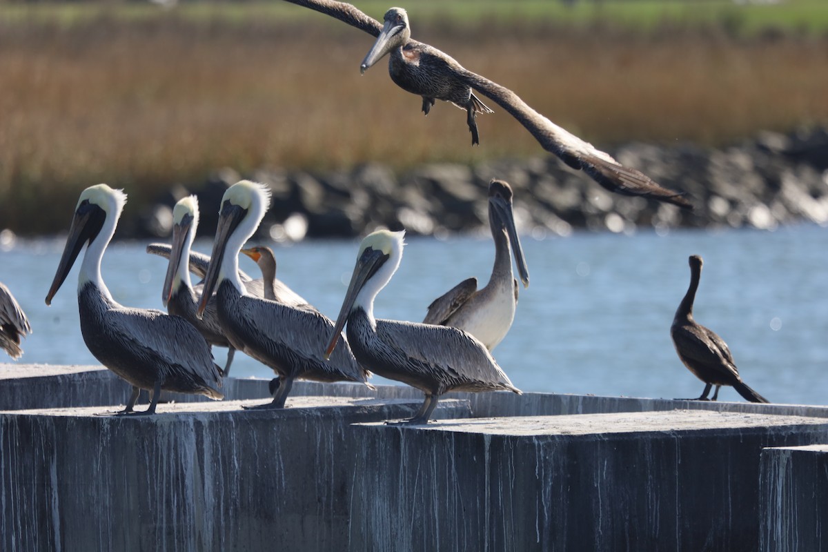 Пелікан бурий - ML645824571
