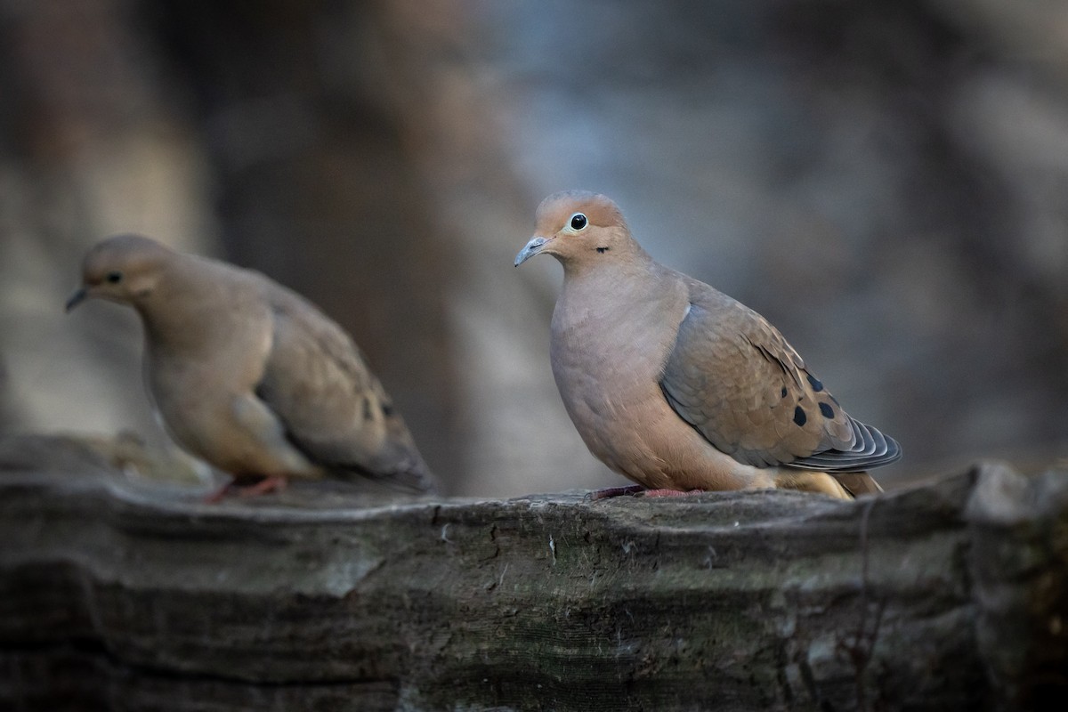 Зенаїда північна - ML645824572