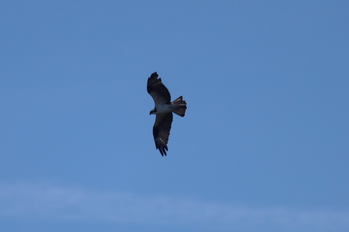 Скопа західна - ML645824573