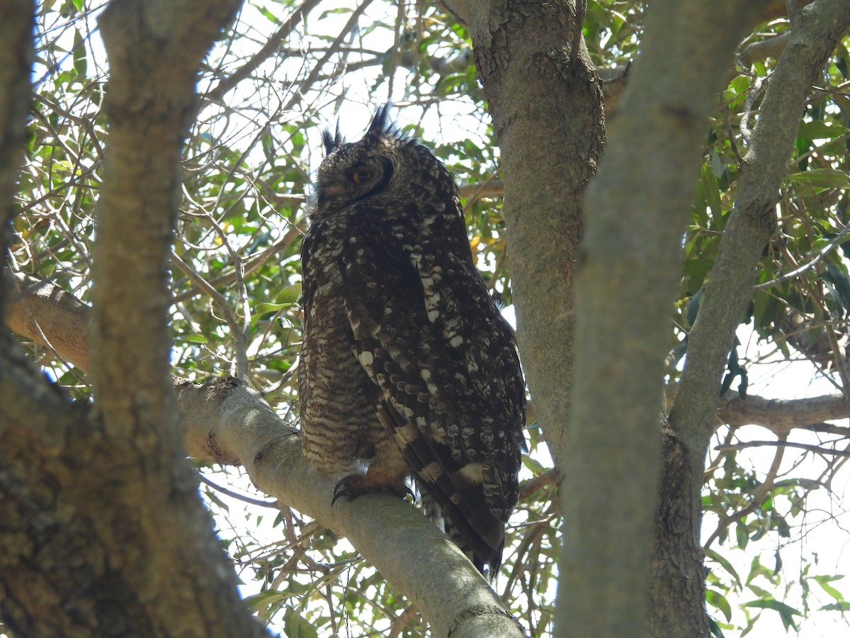 Пугач африканський - ML645824576