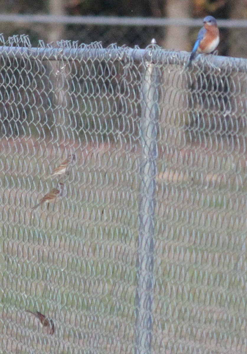 Блакитник східний - ML645824577