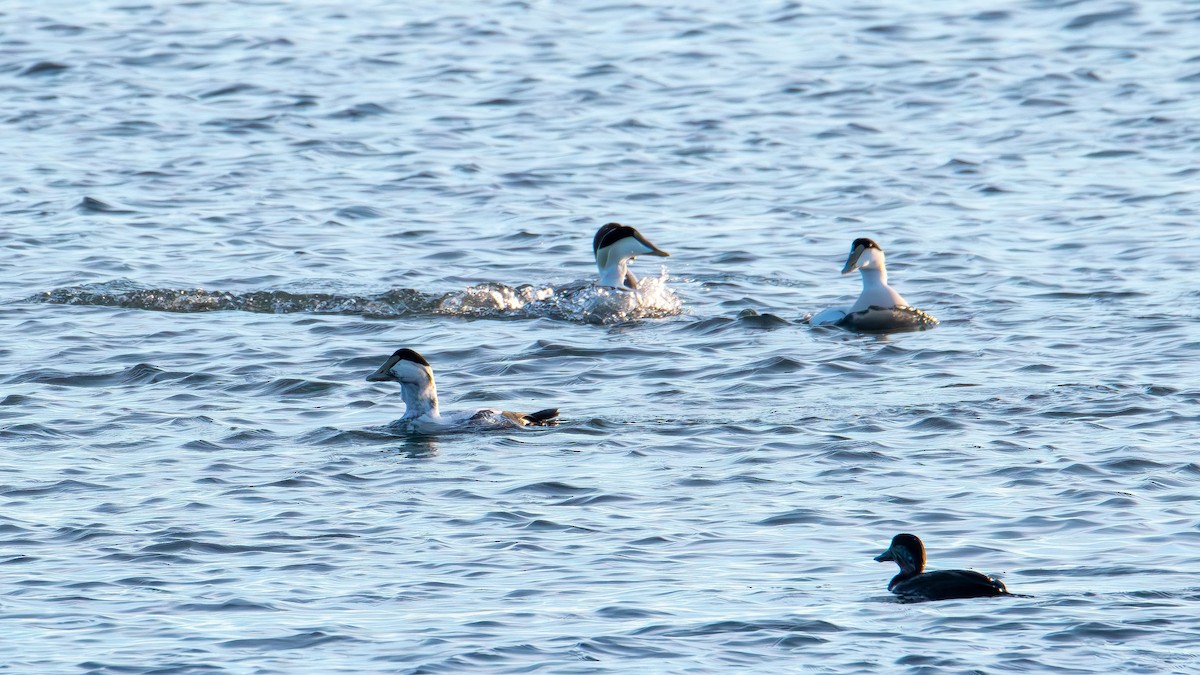 Пухівка зеленошия (підвид dresseri) - ML645824579