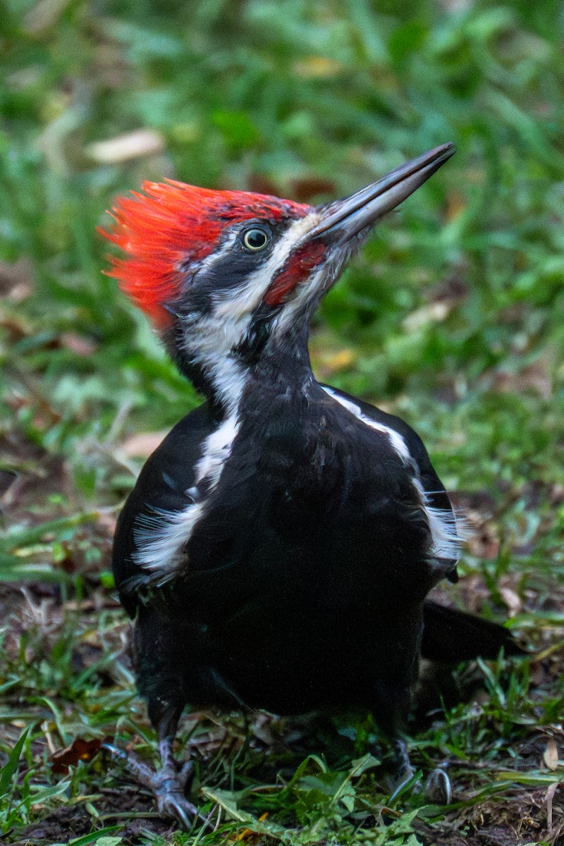 Жовна північна - ML645824582
