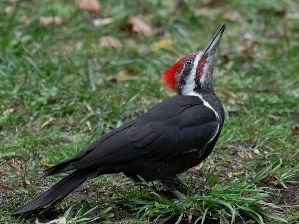 Жовна північна - ML645824583