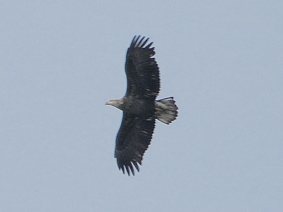 ハクトウワシ - ML645824584