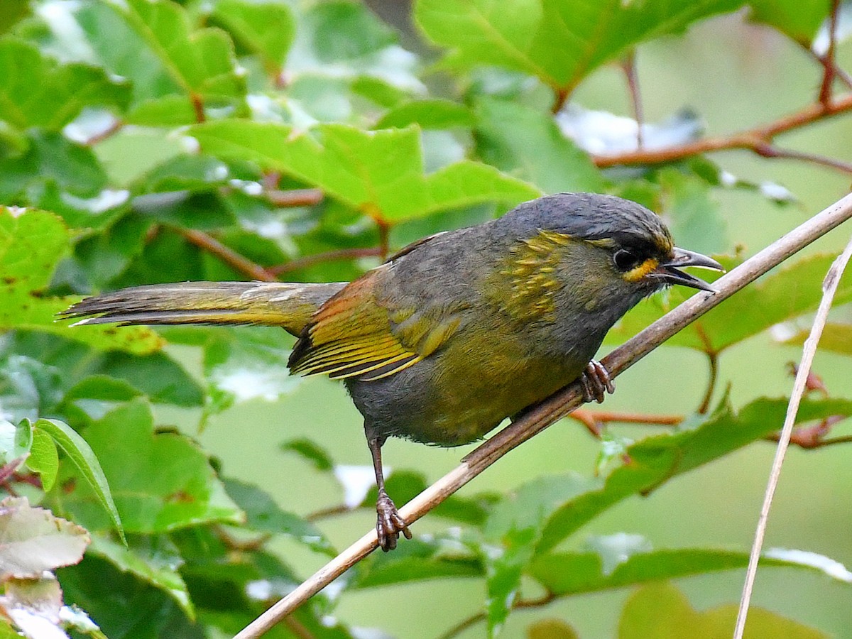 Taiwan Liocichla - ML645824590