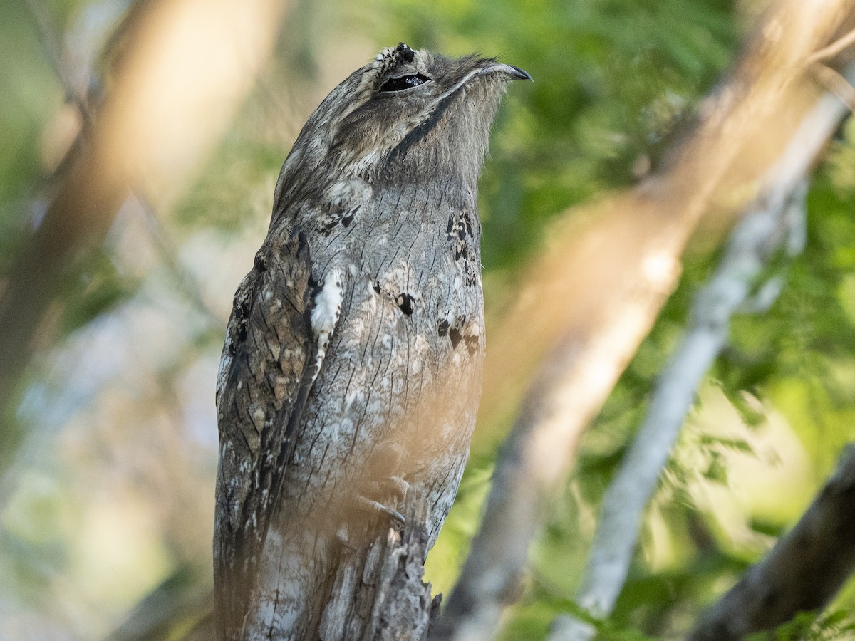 Northern Potoo - ML645824591