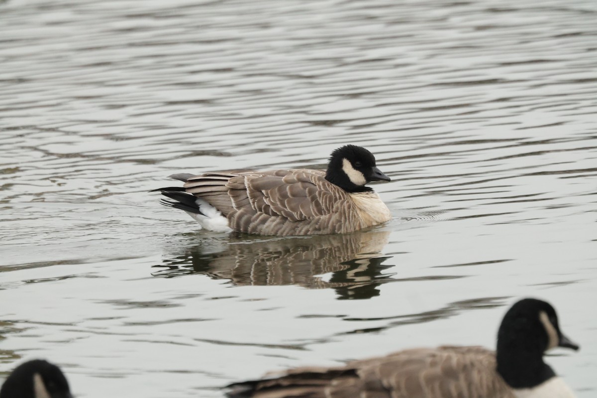 Cackling Goose - ML645824595