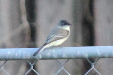 Eastern Phoebe - ML645824598