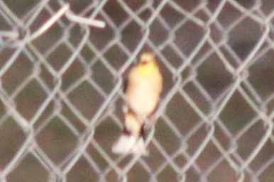 American Goldfinch - ML645824611