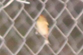 American Goldfinch - ML645824617