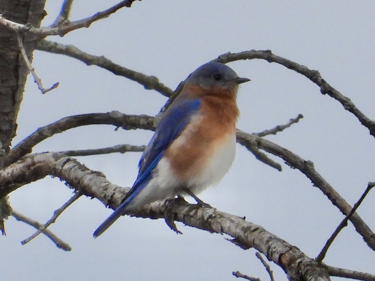 Блакитник східний - ML645824624