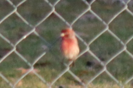 House Finch - ML645824626