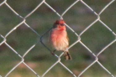 House Finch - ML645824627